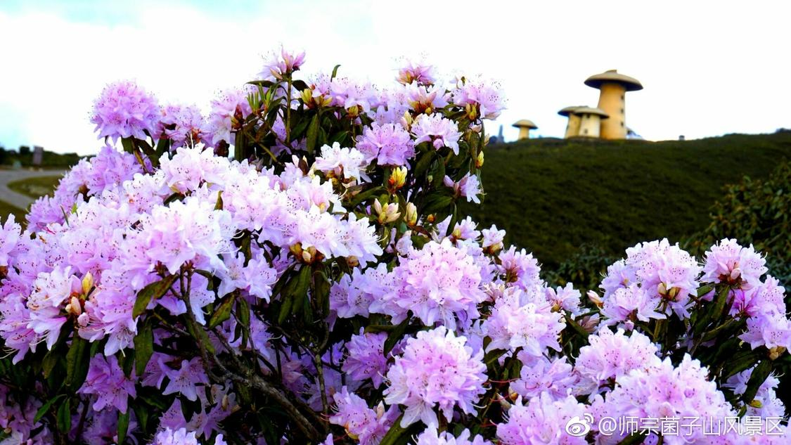 dy业务低价自助下单软件